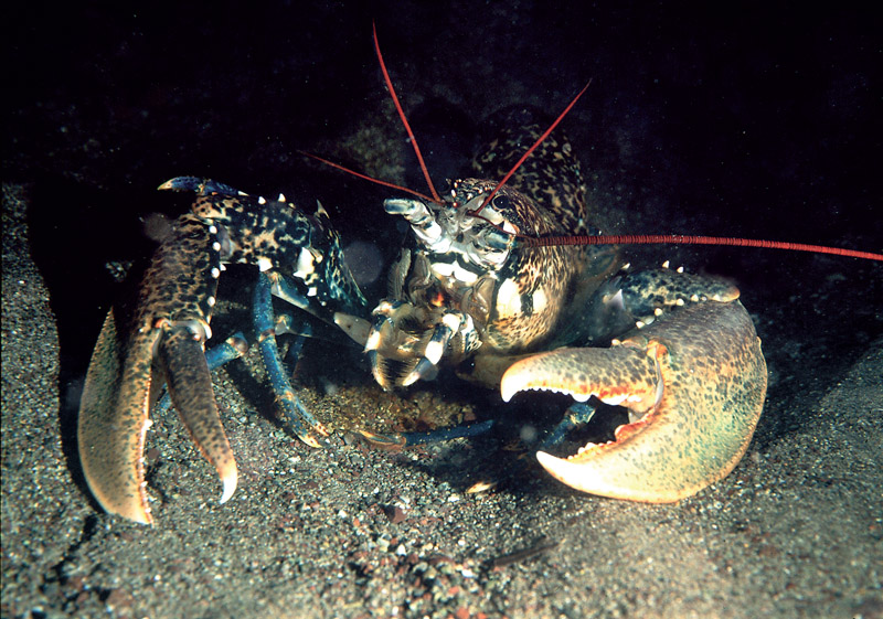 Homarus gammarus